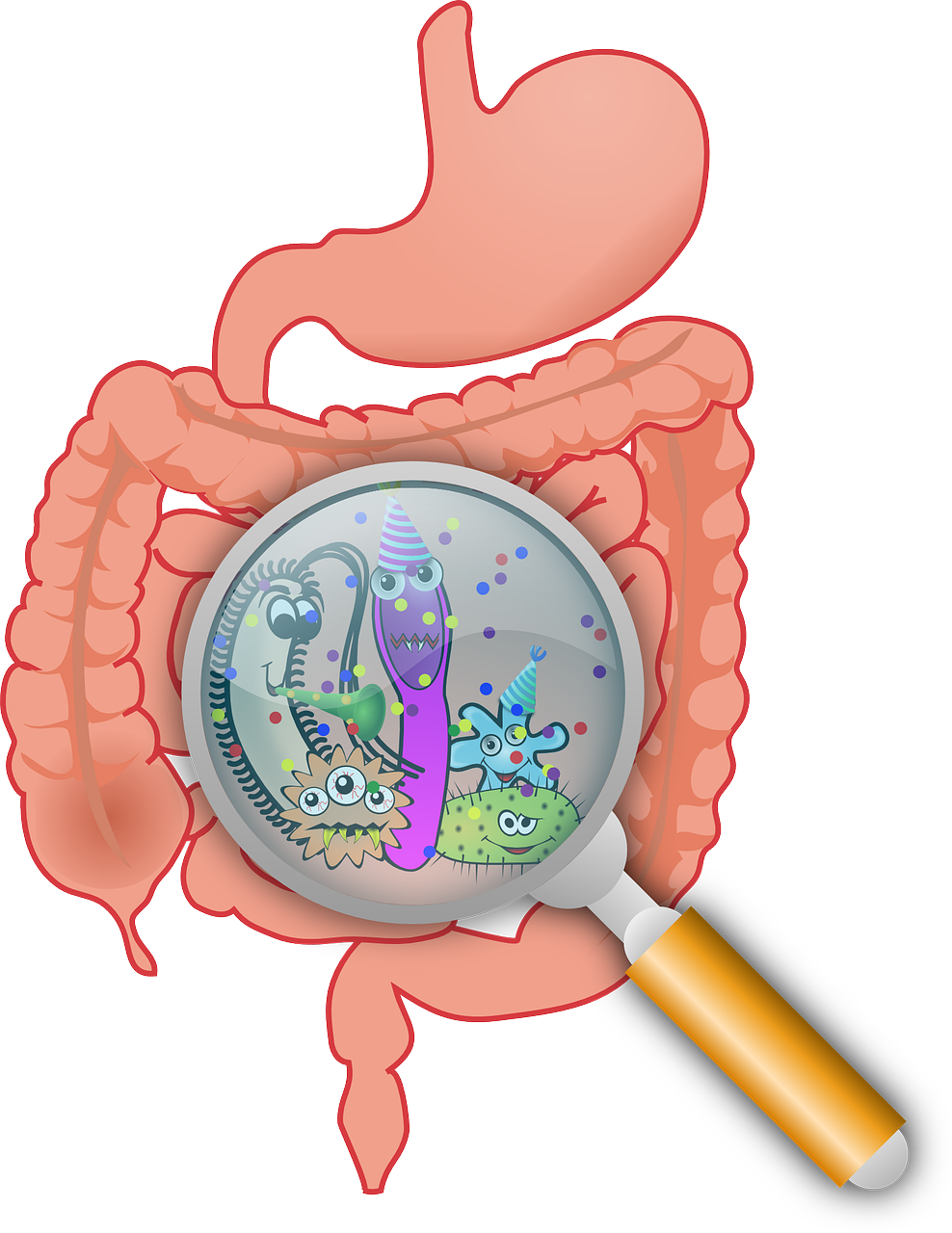 Gut microbiota