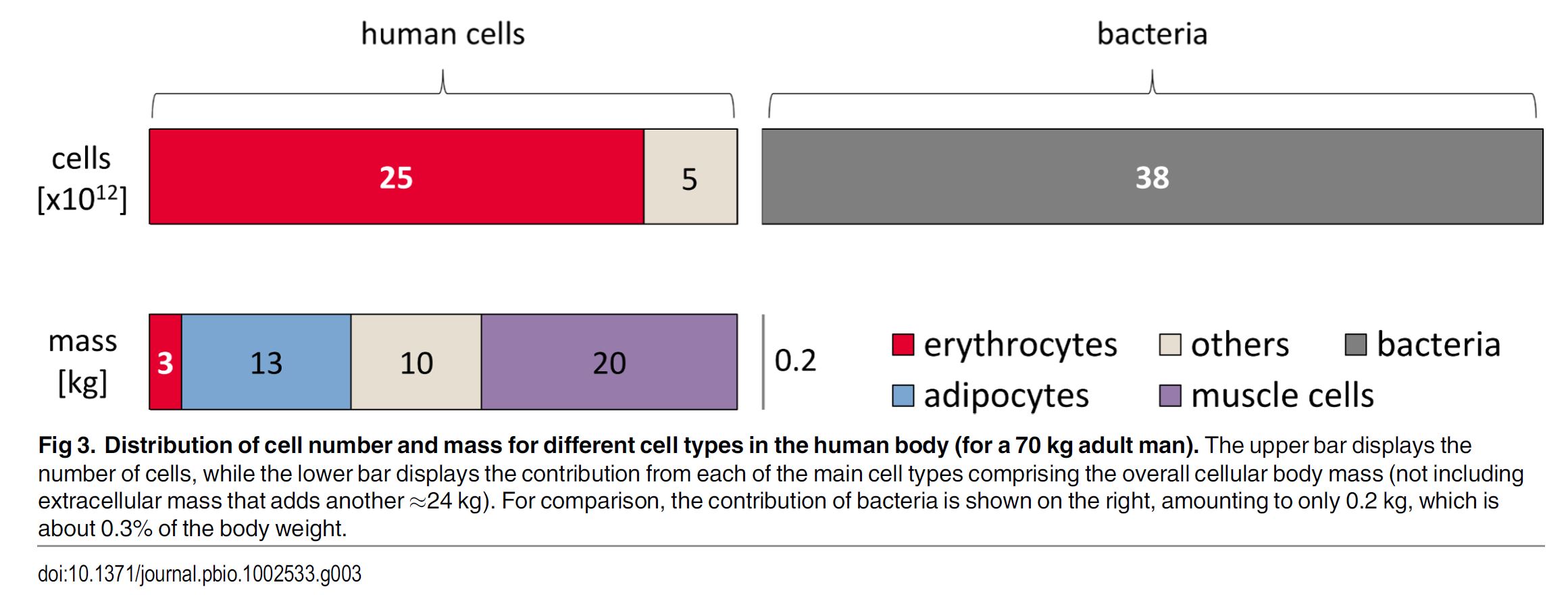 Bacterial vs Human cells in our body