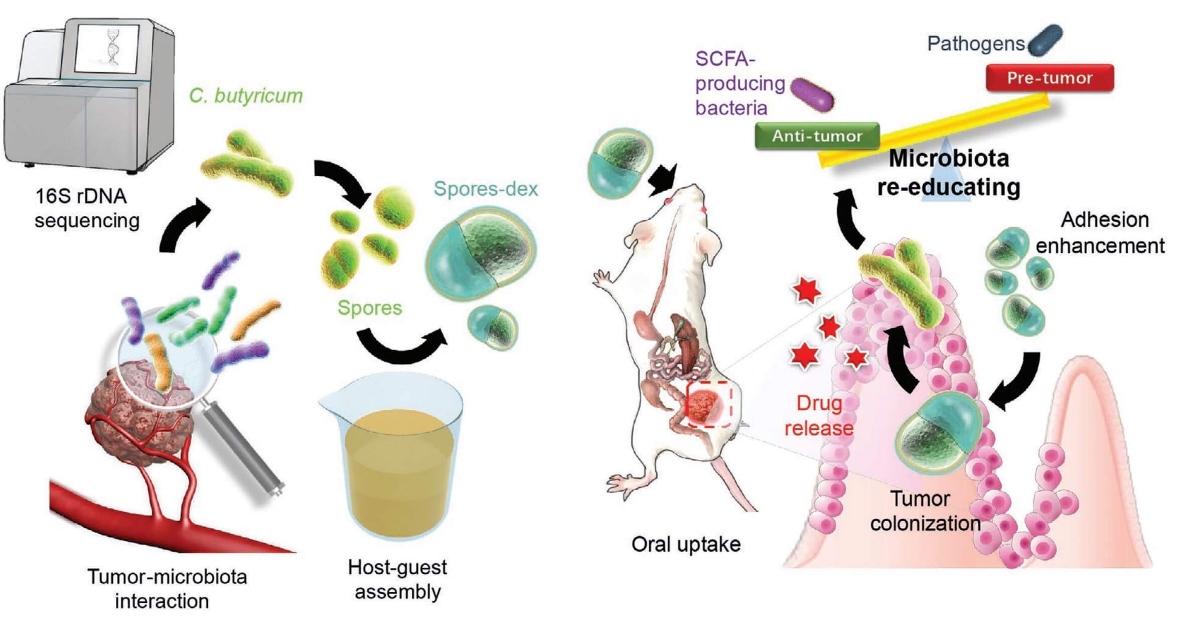 Colon cancer targeting probiotics